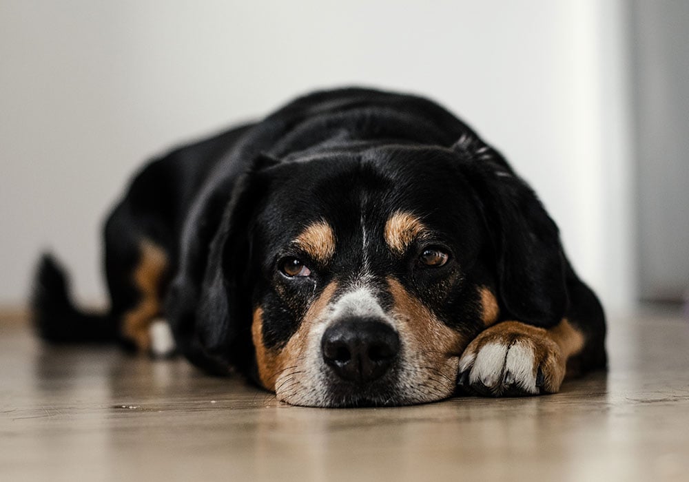 Attacchi di Panico nel Cane: 6 sintomi per riconoscerli