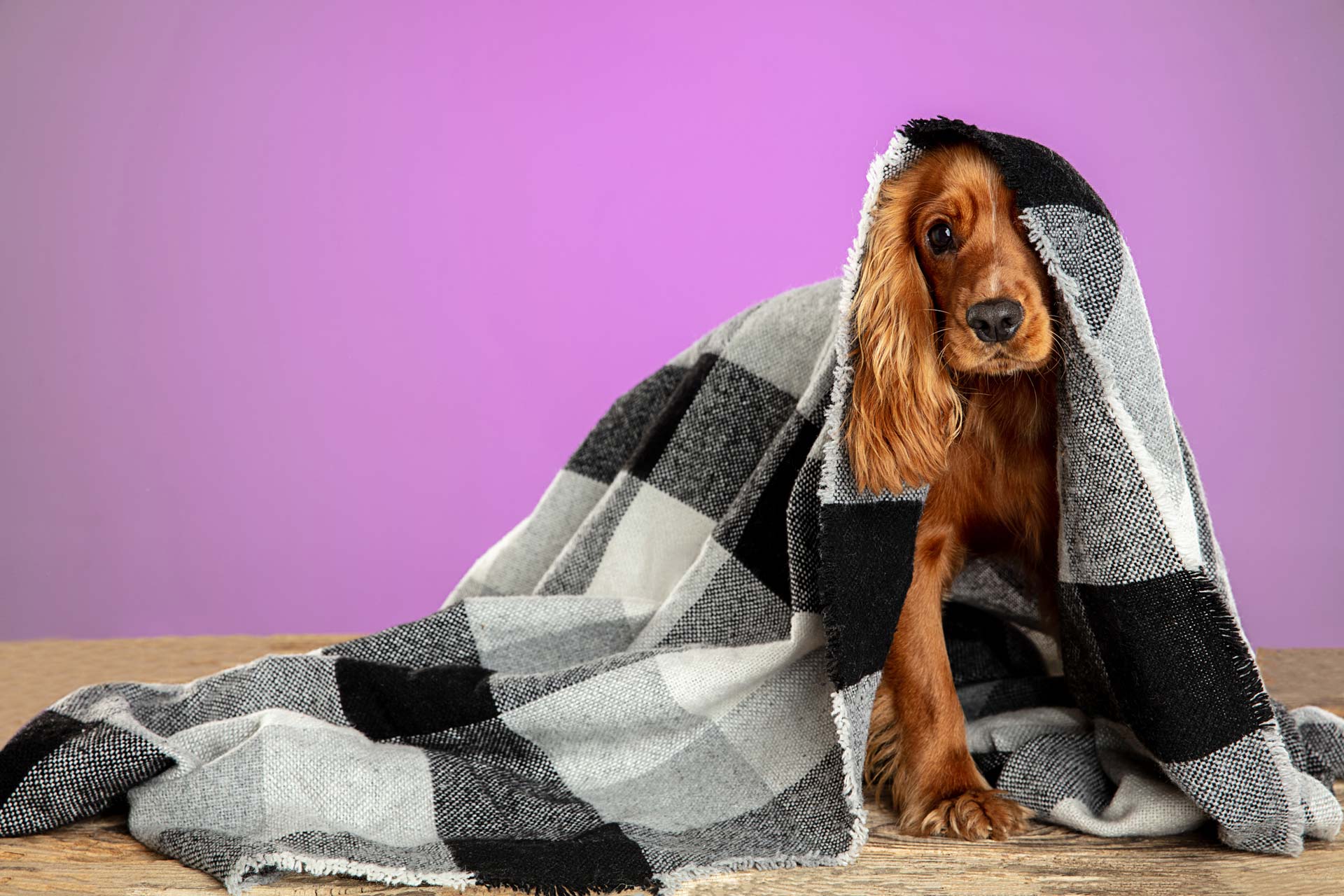 Attacchi di Panico nel Cane: i sintomi per riconoscerli